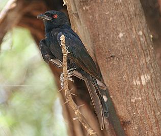 Trauerdrongo, Dicurus adsimilis